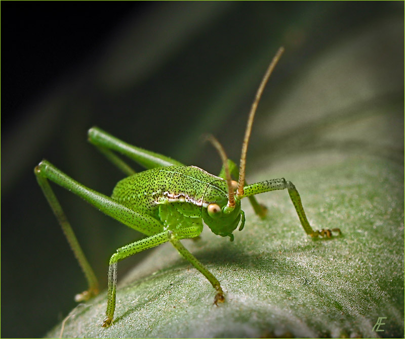 photo "***" tags: nature, macro and close-up, insect