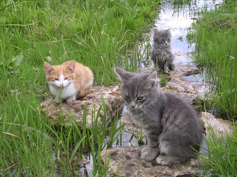 photo "***" tags: nature, pets/farm animals