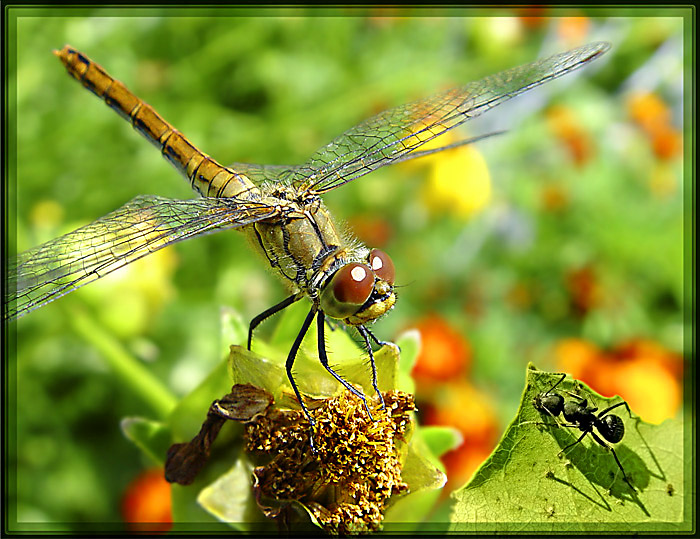 photo "***" tags: nature, montage, insect