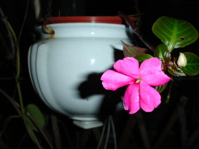 photo "pink flower" tags: nature, flowers