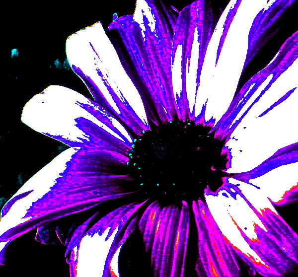 photo "Daisy" tags: abstract, nature, flowers