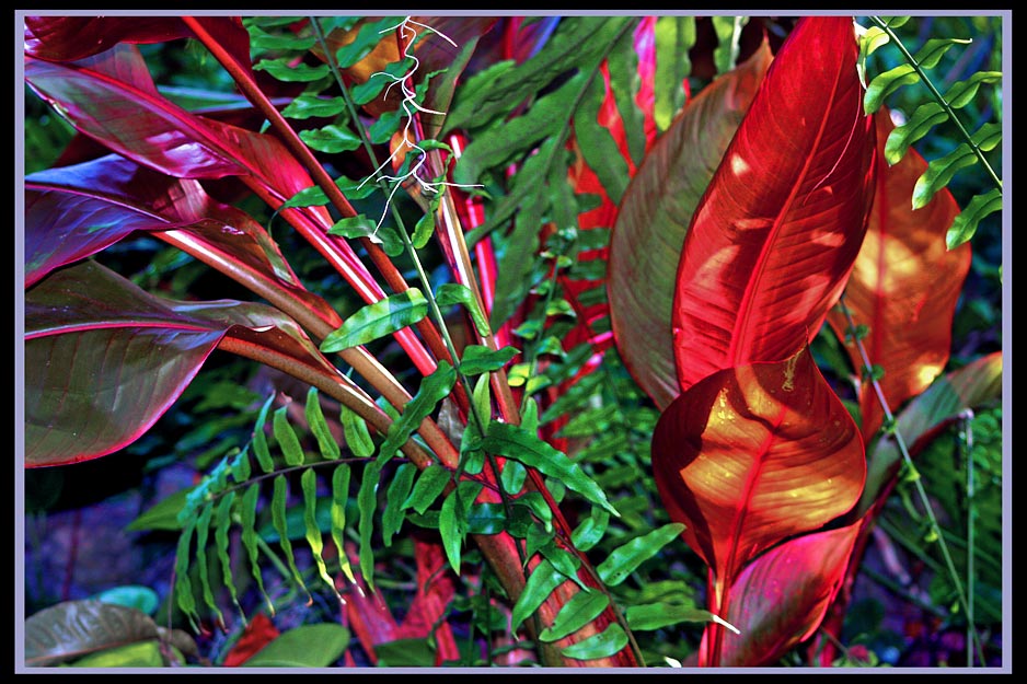 photo "Blood in the Jungle" tags: nature, still life, flowers