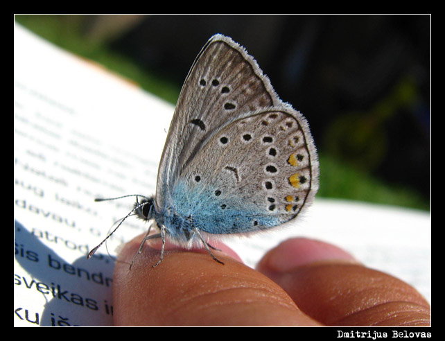 photo "Babocka" tags: macro and close-up, 