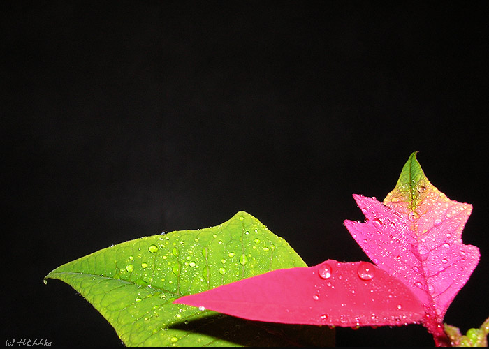 photo "***" tags: macro and close-up, 