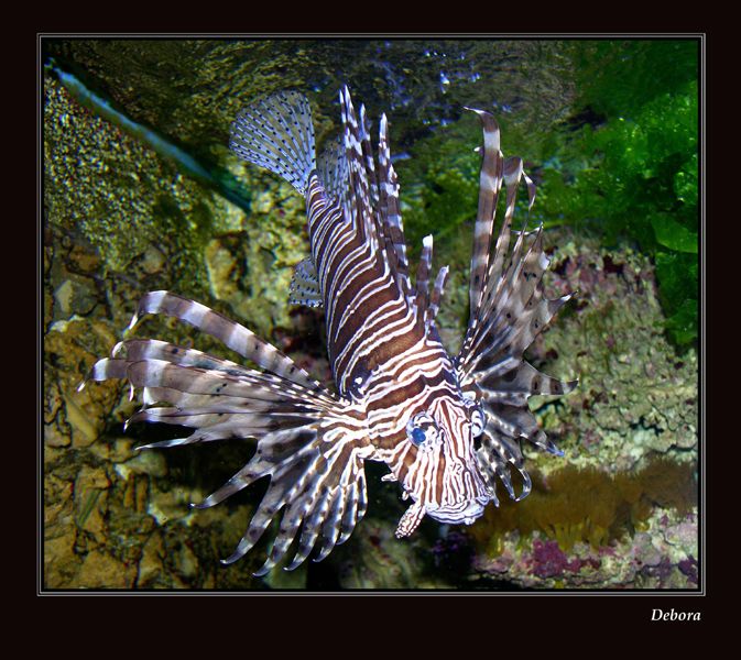 photo "***" tags: underwater, 