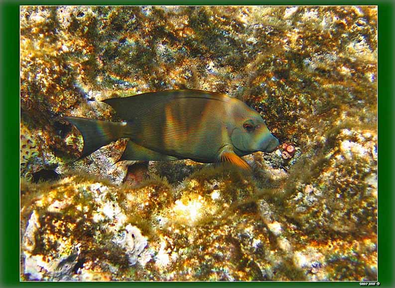photo "***" tags: underwater, 