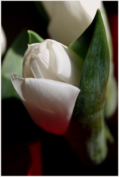 photo "White tulip" tags: macro and close-up, nature, flowers