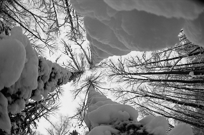 photo "3 trees)" tags: landscape, forest, winter