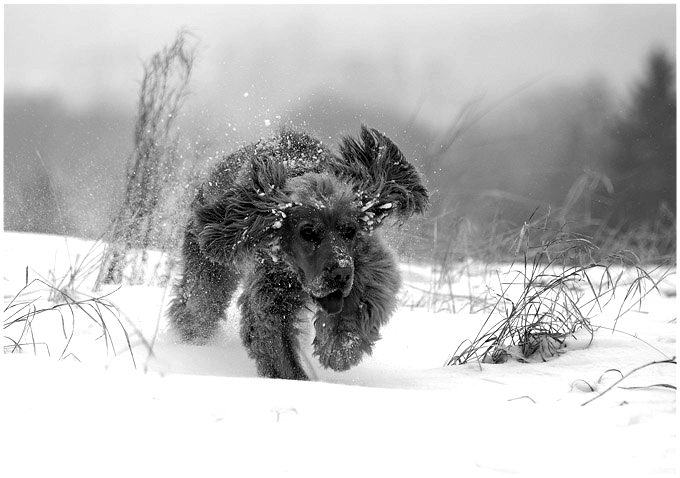 photo "snow beast..." tags: black&white, nature, 
