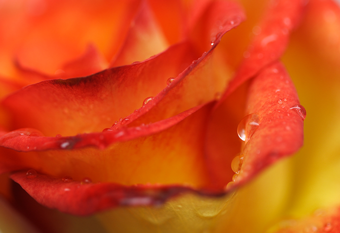 photo "***" tags: macro and close-up, 