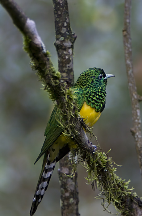 photo "African emerald Cuckoo" tags: travel, nature, Africa, wild animals