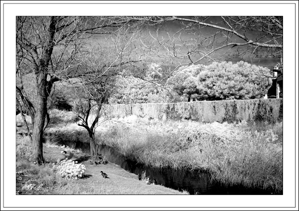 photo "Infrared 2" tags: landscape, 