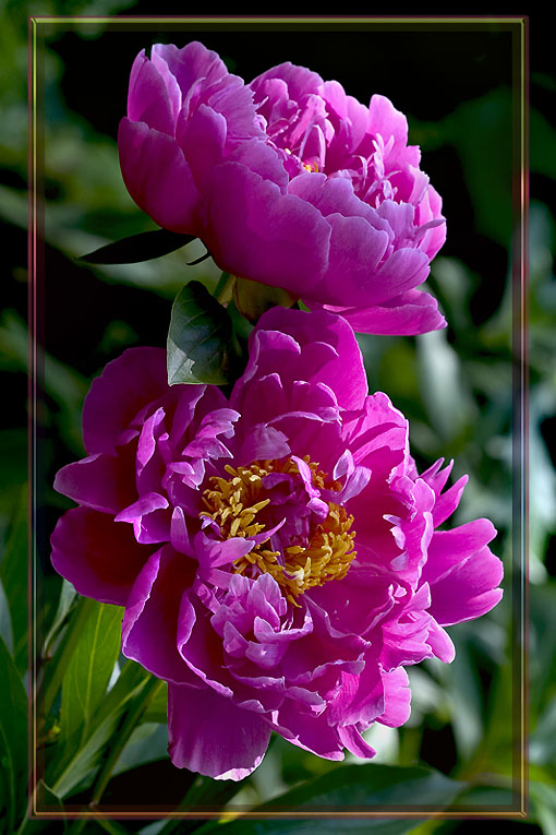 photo "Pair" tags: nature, flowers