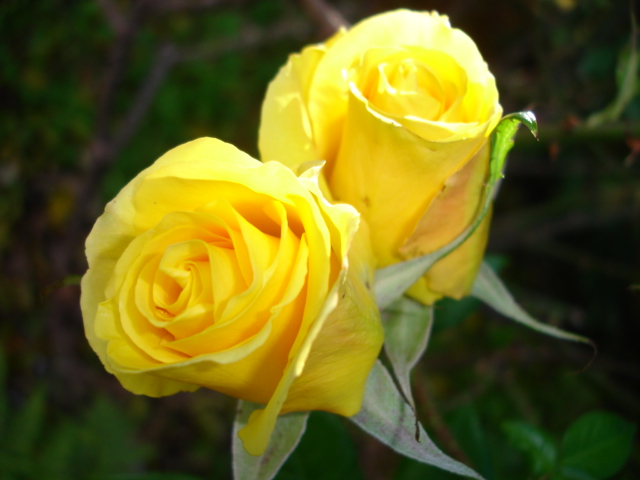photo "twin roses" tags: nature, flowers