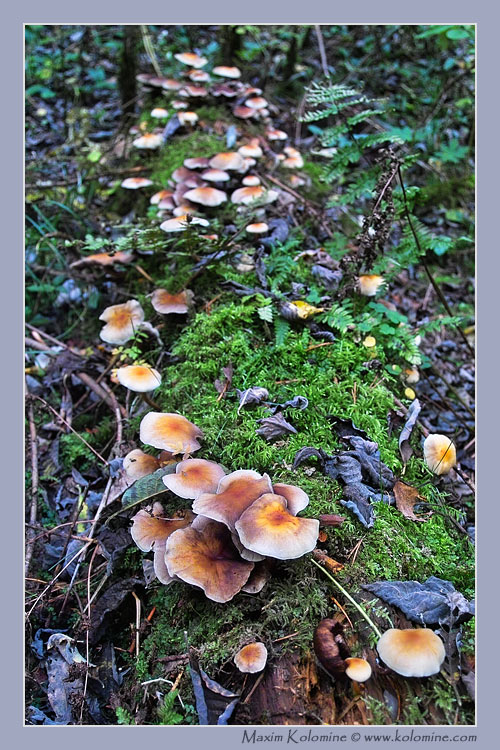 photo "Mushrooms" tags: nature, flowers