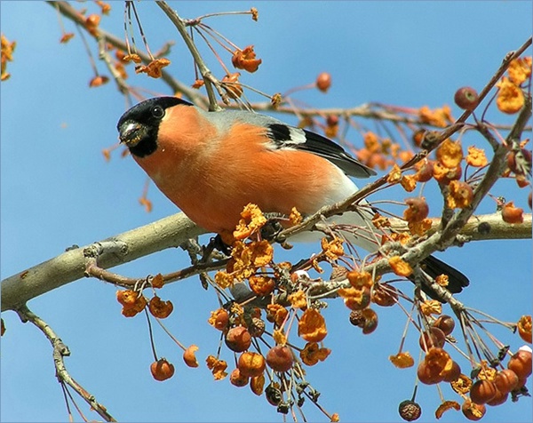 photo "* * *" tags: nature, wild animals