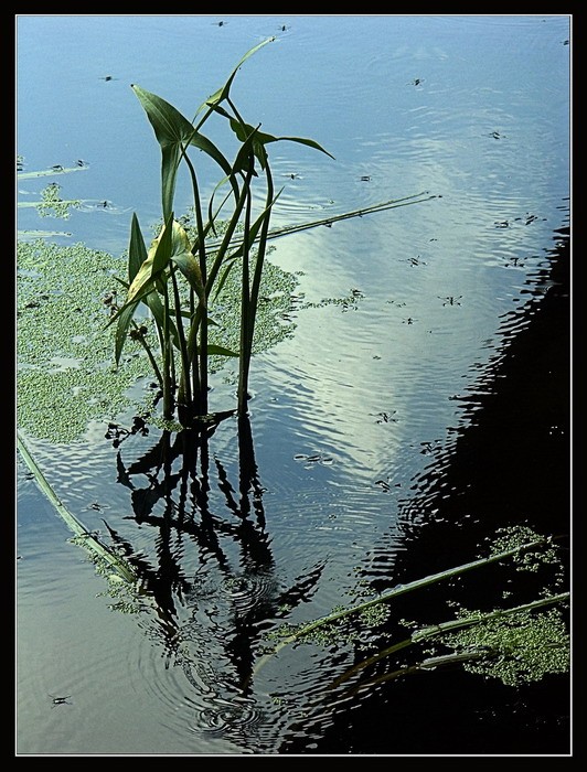 фото "Водомерки (EXP)" метки: природа, 