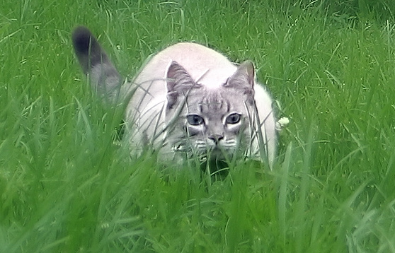 photo "Hunter" tags: nature, pets/farm animals