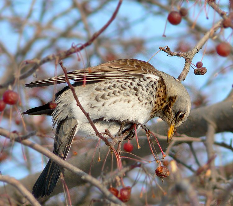 photo "To eat or not to eat?" tags: nature, wild animals