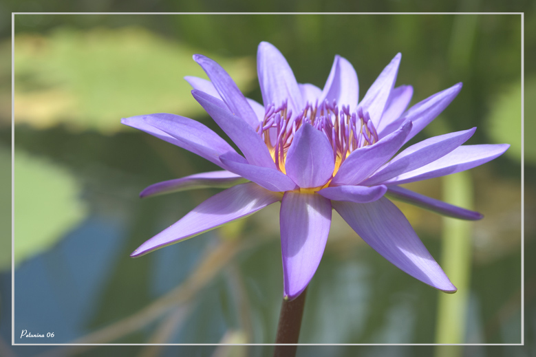 photo "Khao Lak" tags: macro and close-up, travel, Asia