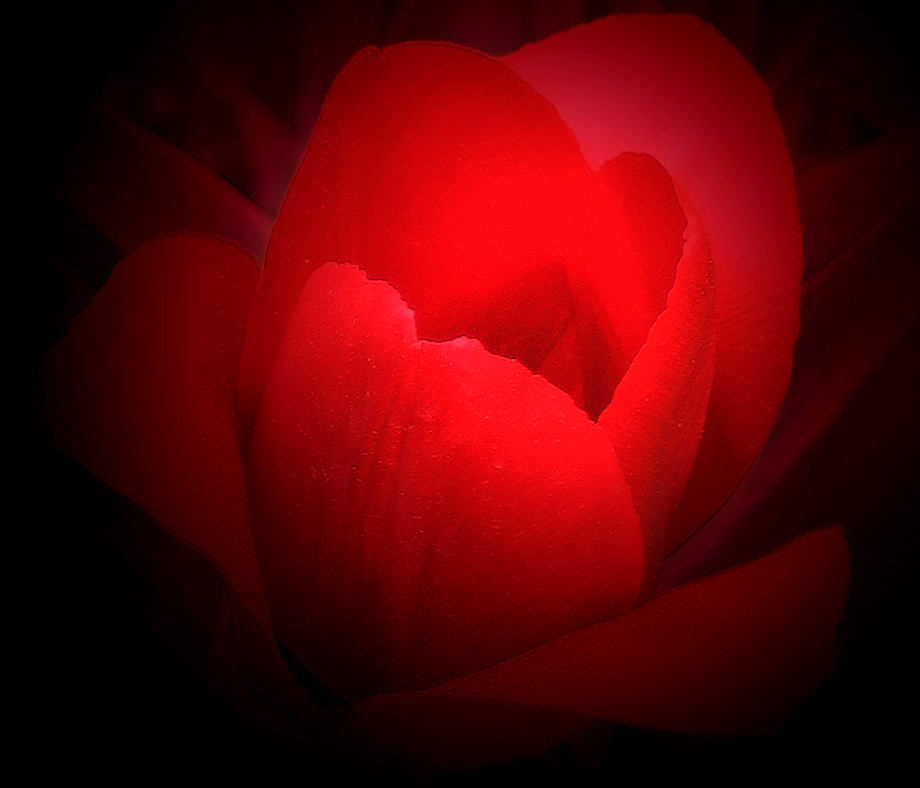 photo "Red Tulip." tags: nature, flowers