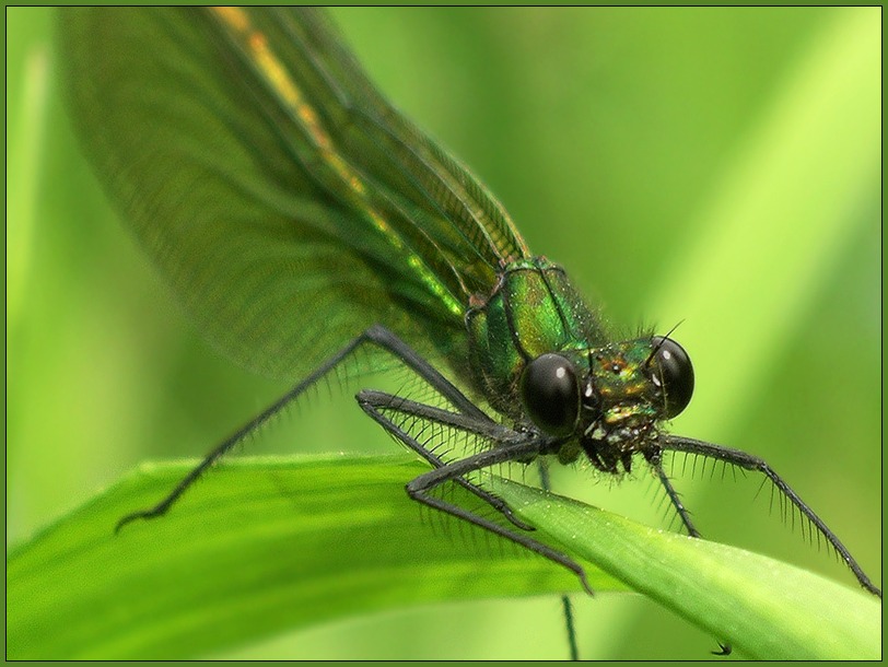 photo "Dragon-fly." tags: macro and close-up, nature, insect