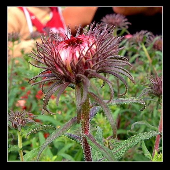 photo "MayFlower" tags: macro and close-up, nature, flowers