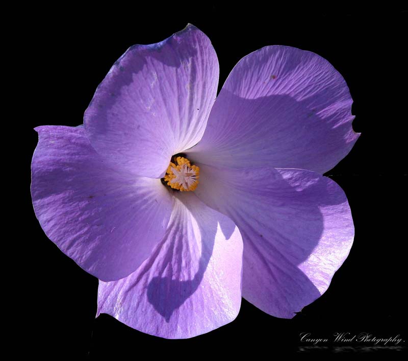 photo "Can yo say flower ?" tags: nature, macro and close-up, flowers