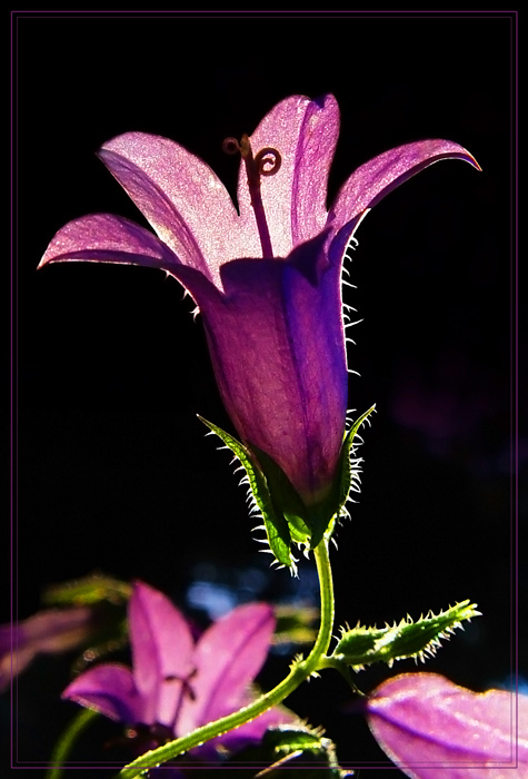 photo "***" tags: nature, flowers