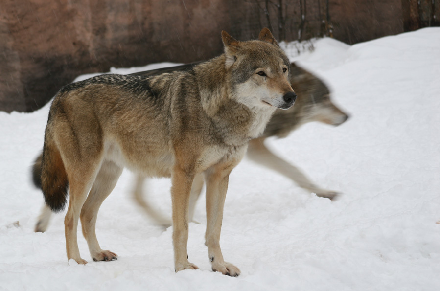фото "Волчья душа" метки: природа, дикие животные