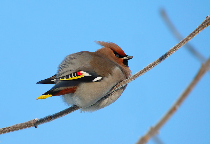 photo "Waxwing" tags: nature, wild animals