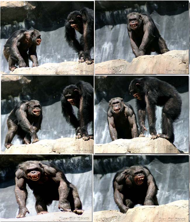 фото "" My long lost relatives "." метки: портрет, юмор, 