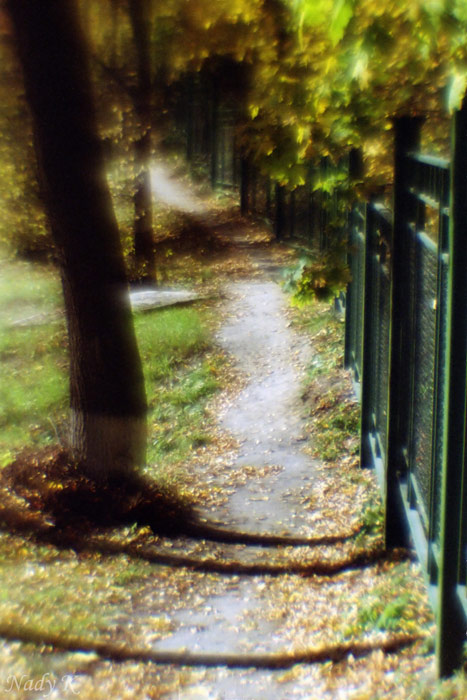 photo "Track through autumn" tags: landscape, nature, autumn, flowers
