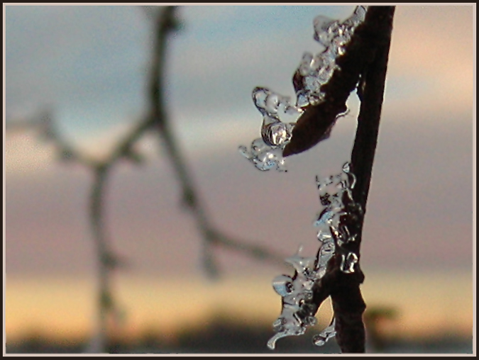 photo "Icy branch" tags: macro and close-up, nature, 