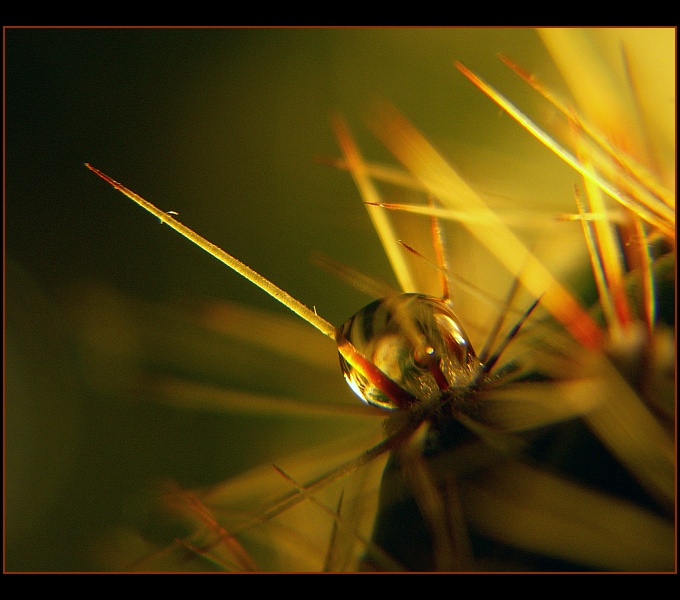 photo "***" tags: macro and close-up, 