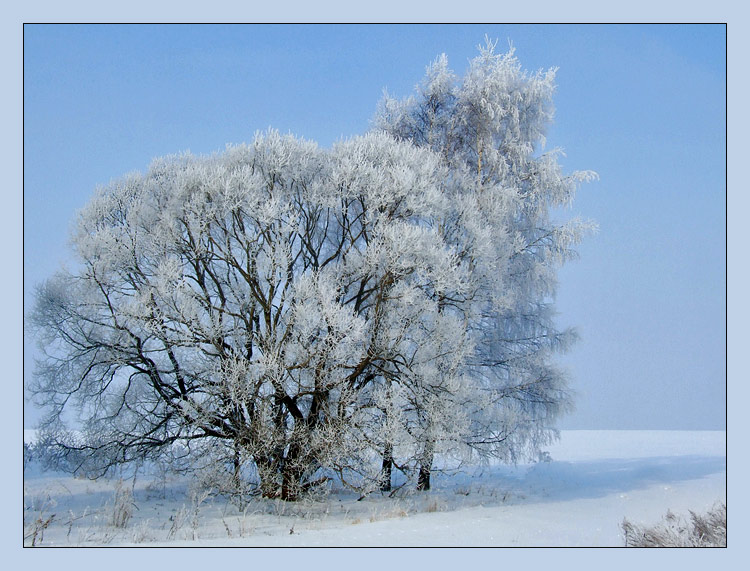 фото "В морозный день" метки: пейзаж, зима