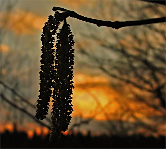 photo "Spring evening" tags: landscape, sunset