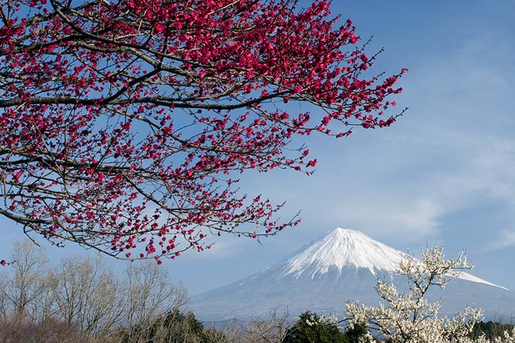 photo "Plum Blossoms II" tags: landscape, nature, flowers, mountains