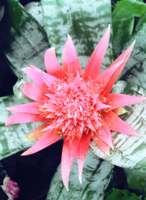 фото "Bromeliad" метки: макро и крупный план, природа, цветы