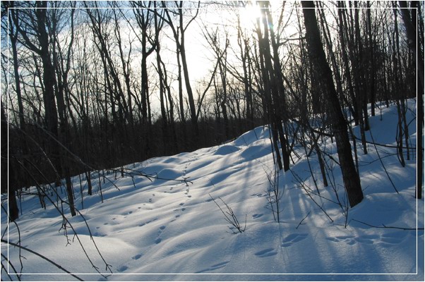 photo "Rabbits' steps (QC)" tags: landscape, forest, winter