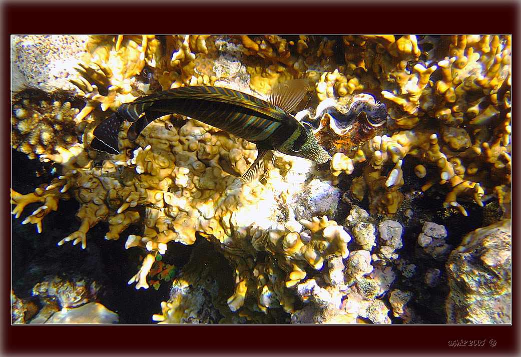 photo "***" tags: underwater, 