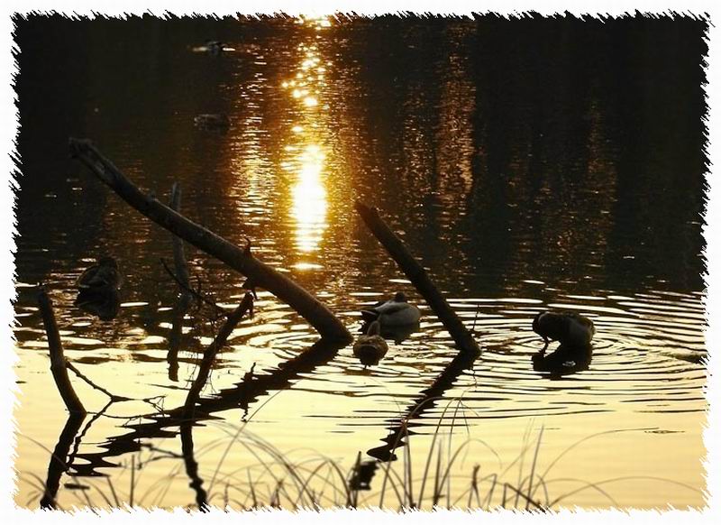 photo "***" tags: nature, landscape, water
