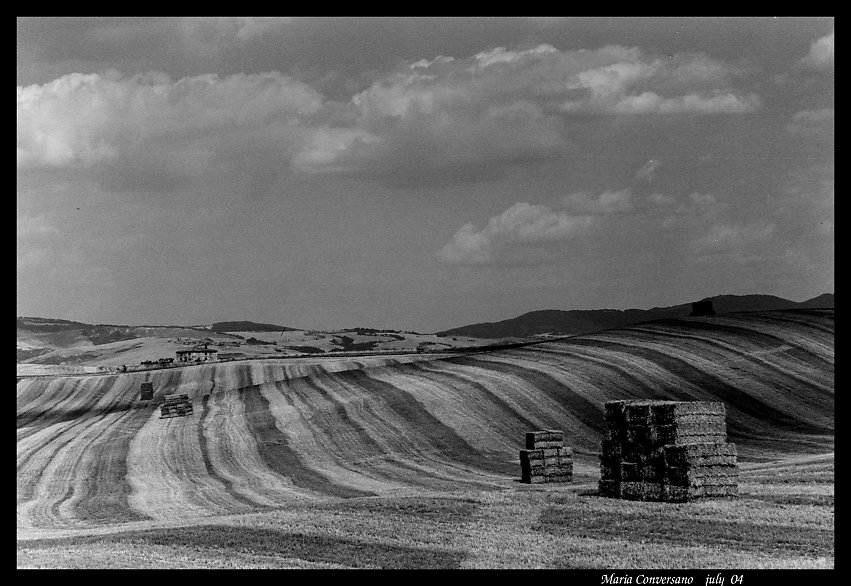 photo "Lines" tags: landscape, summer