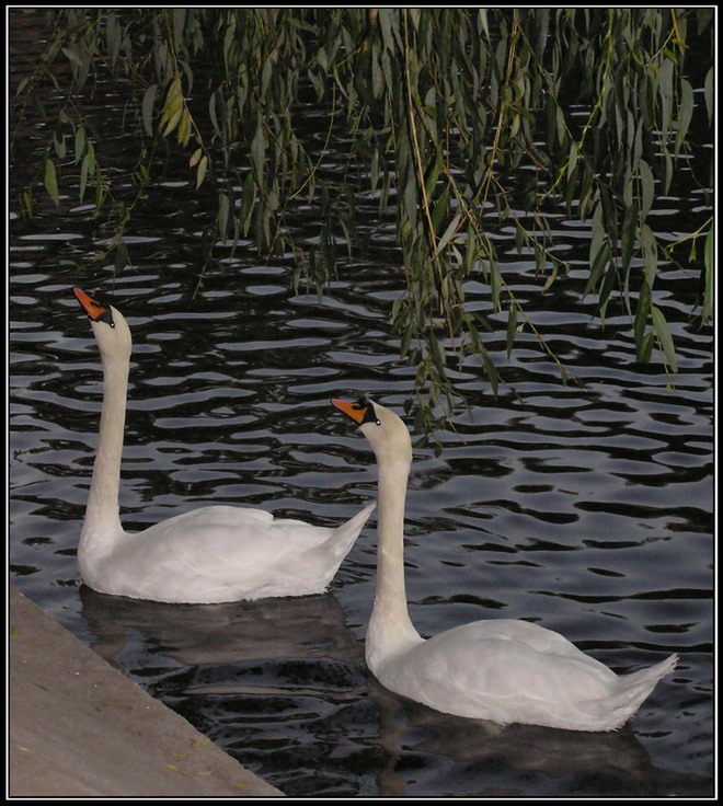 фото "swan couple" метки: природа, дикие животные