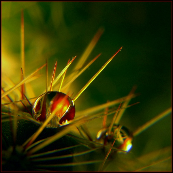 photo "Tears" tags: macro and close-up, 