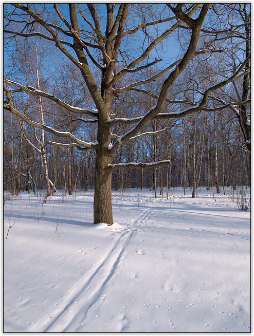 photo "Winter colours: oak" tags: landscape, forest, winter
