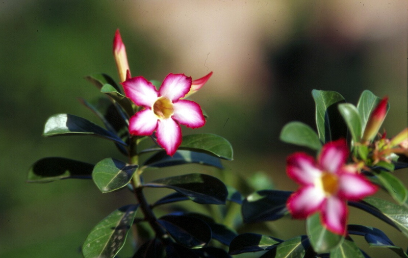 photo "flowers" tags: nature, travel, Asia, flowers