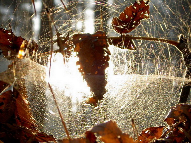 photo "***" tags: landscape, autumn, forest