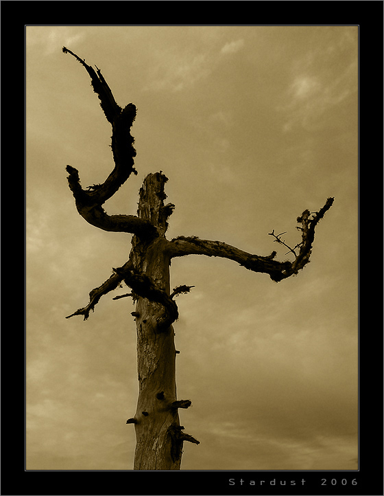 photo "Один из них / One of Them" tags: landscape, autumn, forest