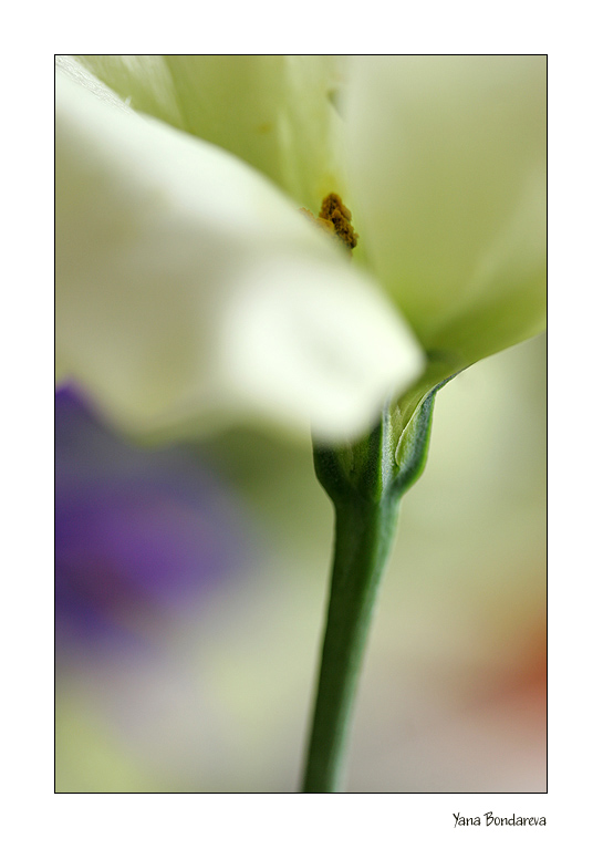 photo "***" tags: nature, macro and close-up, flowers